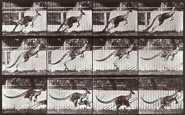 'Animal Locomotion' (plate 752): sequence with kangaroo jumping