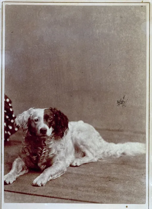 Framed Print : A dog, of medium size, with a bi-colored muzzle