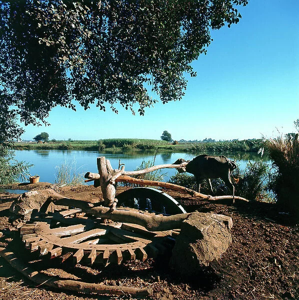 On the banks of the Nile, an archaic wheel driven by an ox, pump water to irrigate fields