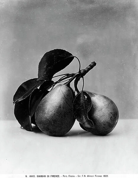 Coscia Pear, Gardens of Florence
