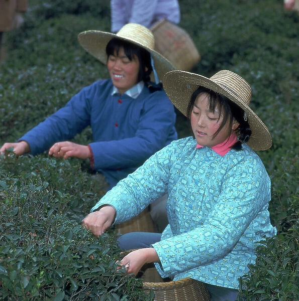 Huang-Tcheu. Women working in a tea plantation in the People's Commune. China 1969