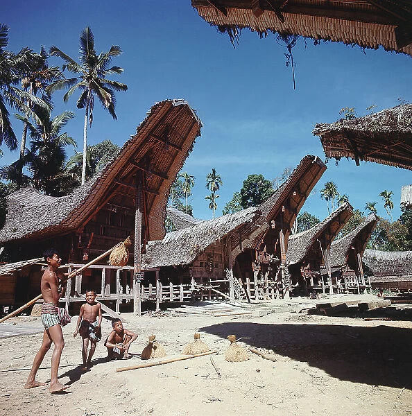 Island of Sulawesi (Celebes), Ethnic group toraja, rice harvest