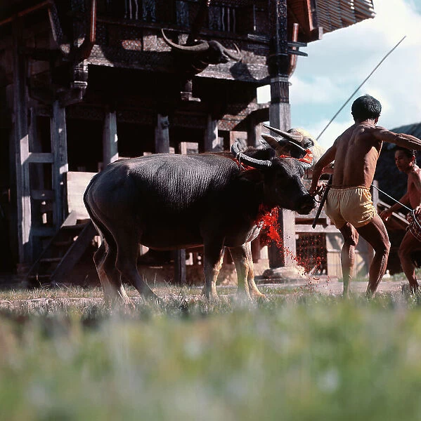 Island of Sulawesi (Celebes) ritual sacrifice of a bull among the Toraja, (before harvest)
