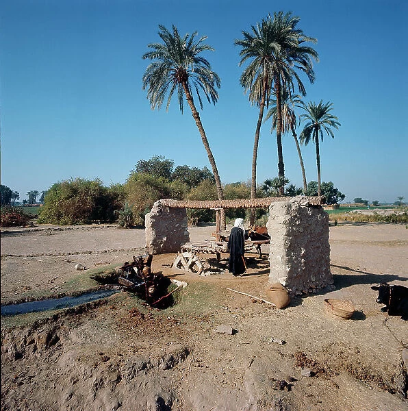 Lungo il Nilo un'arcaica ruota dentata, mossa da un bue, pi a valle un'altra ruota con vasi di terracotta che riempiendosi d'acqua, danno vita a un canale
