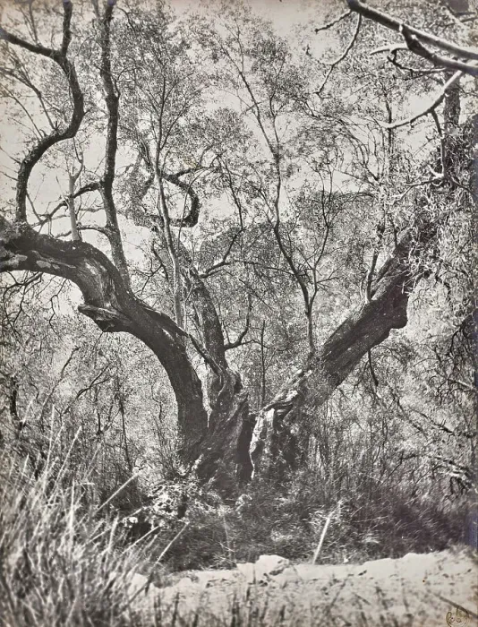 Framed Print : Olive tree in Bordighera Framed Print : Olive tree in Bordighera