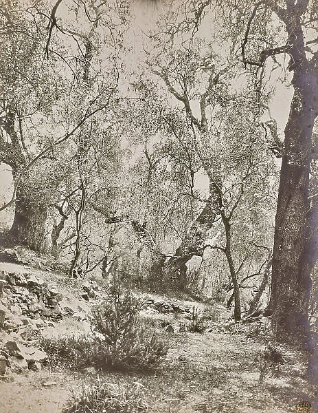 Olive trees in Bordighera