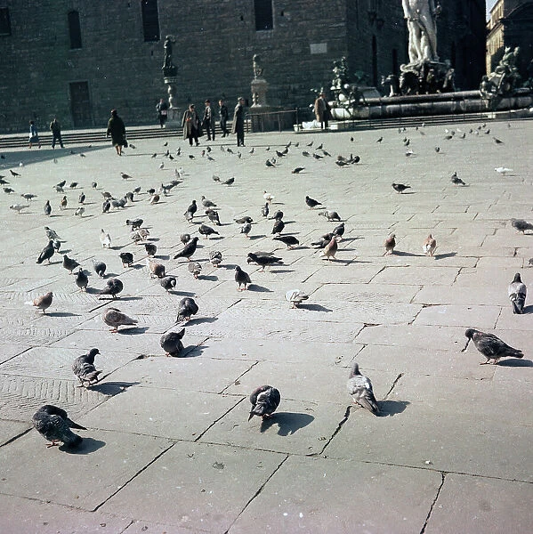 Pigeons, Piazza della Signoria, Florence