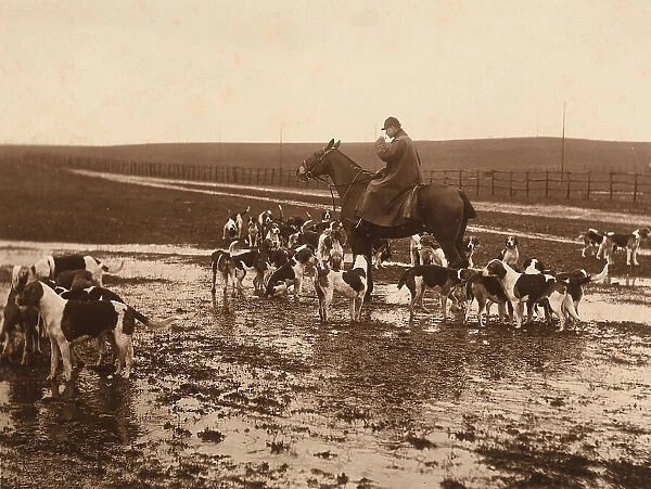 Rider on horseback, surrounded by dogs, during a round of fox hunting in the countryside of Torre Nuova, near Rome