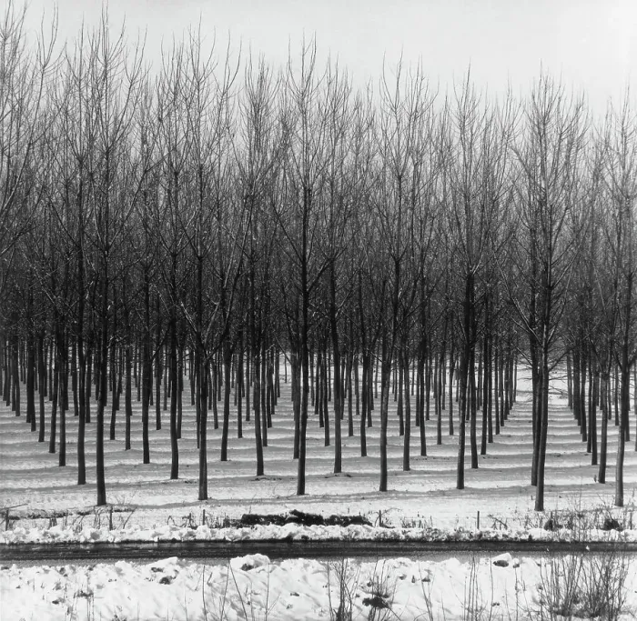 Framed Print : Rows of trees in the snow Framed Print : Rows of trees in the snow
