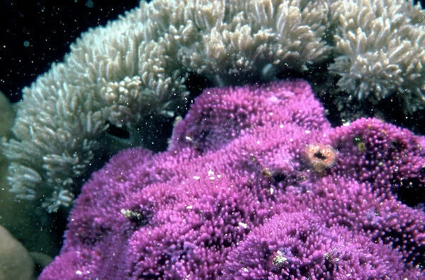 Sinai. Coral Reef