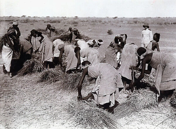 Somalian women busy gathering fodder