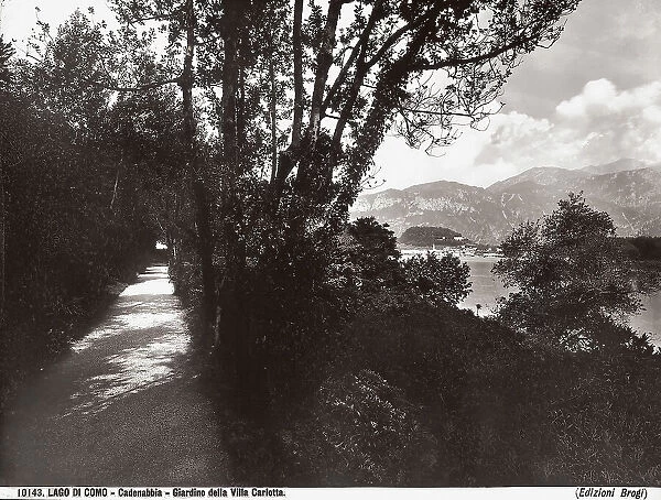 A tree-lined lane in the garden of the Villa Carlotta in Tremezzo on Lake Como
