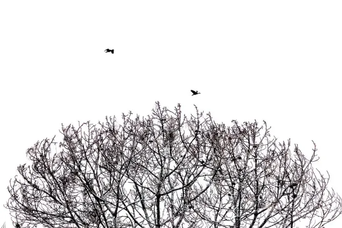 Framed Print : Tree Branches and Birds Art Print Framed Print : Tree Branches and Birds Art Print
