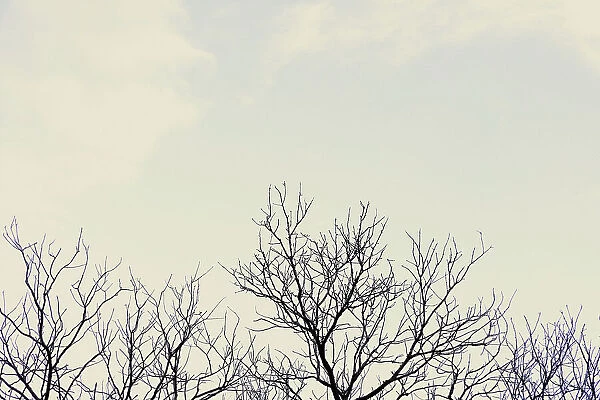 Bare tree branches against overcast sky