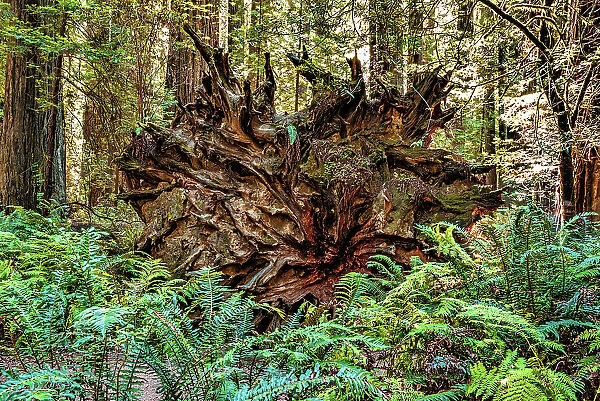 California, Humboldt Redwoods State Park, uprooted Giant Redwood