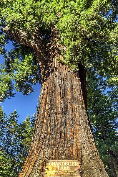 California, Leggett, Drive-Thru Tree Park, The Chandelier Tree