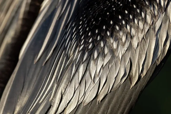 Framed Print : Anhinga Feathers Close-up Print Framed Print : Anhinga Feathers Close-up Print