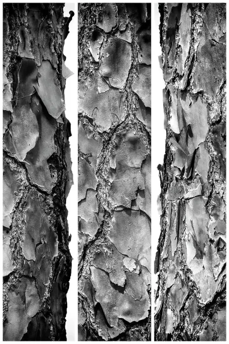 Framed Print : Tree Bark Print Framed Print : Tree Bark Print