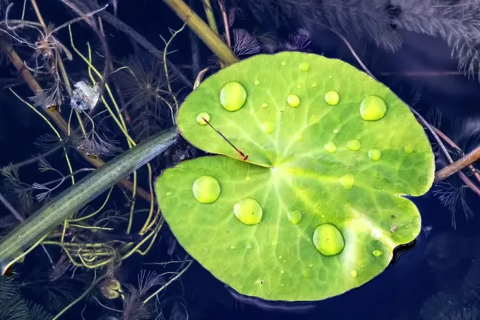 Framed Print : Floating Green Leaf Print with Water Drops Framed Print : Floating Green Leaf Print with Water Drops