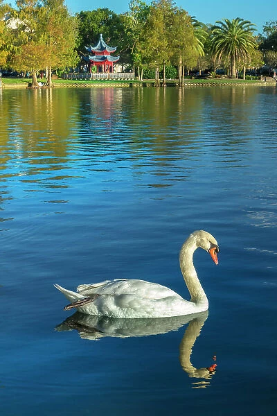 Florida, Orlando, Lake Eola, Chinese Ting Pavilion, swan