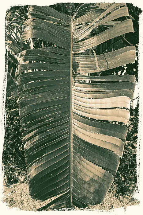 Framed Print : Palm Leaf Print Framed Print : Palm Leaf Print