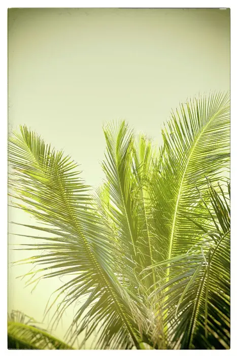 Framed Print : Palm Tree Print Framed Print : Palm Tree Print