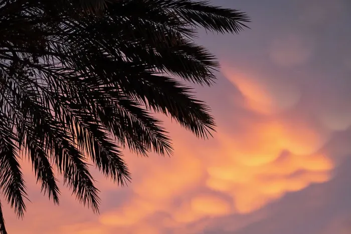 Framed Print : Palm Tree Print with Dramatic Sky Framed Print : Palm Tree Print with Dramatic Sky
