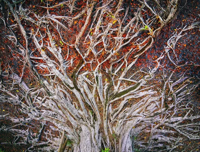 Framed Print : Banyan Tree Roots Print Framed Print : Banyan Tree Roots Print