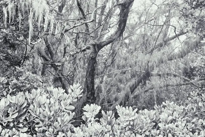 Framed Print : Spanish Moss Tree Print