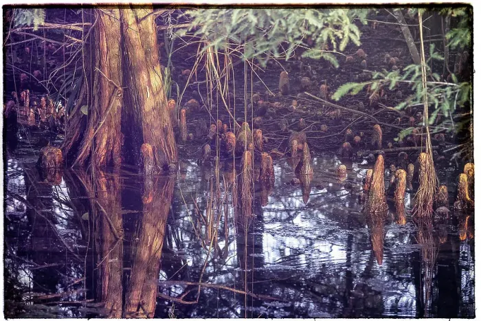 Framed Print : Trees in Swamp Print Framed Print : Trees in Swamp Print