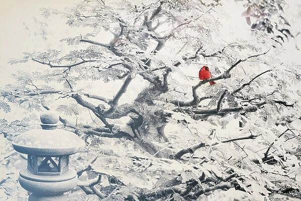 Zen theme with cardinal perched on tree branch, Japanese lantern
