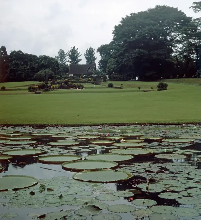 Framed Print : Print of the Botanical Garden in Bogor, Java