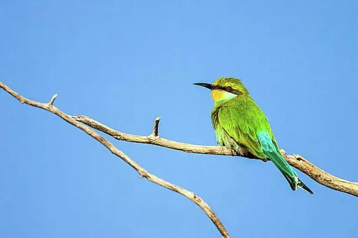 Framed Print : African Bee-Eater Print Framed Print : African Bee-Eater Print