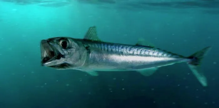 Framed Print : Atlantic Mackerel Print Framed Print : Atlantic Mackerel Print