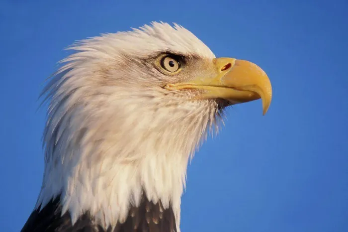 Framed Print : Bald Eagle Print Framed Print : Bald Eagle Print