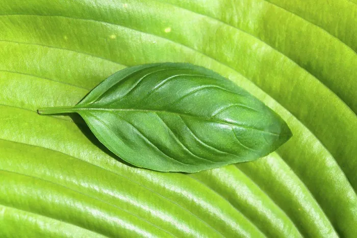 Framed Print : Basil Leaf Print on Large Green Leaf