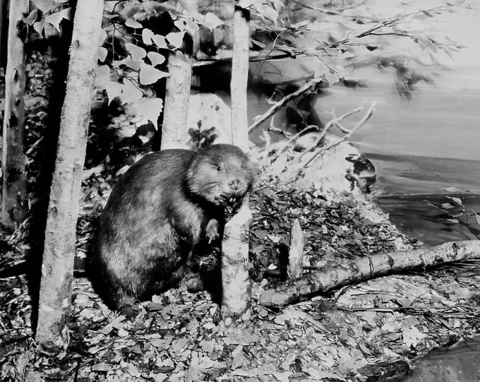 Framed Print : Beaver Cutting Down Tree Print Framed Print : Beaver Cutting Down Tree Print