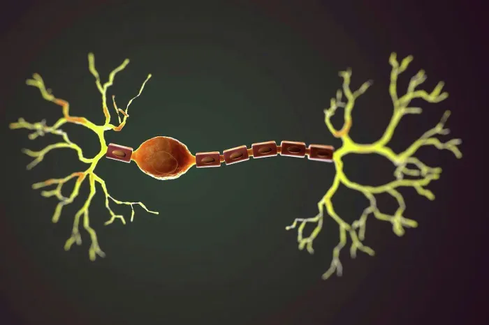 Framed Print : Bipolar Neuron Print from SuperStock Framed Print : Bipolar Neuron Print from SuperStock