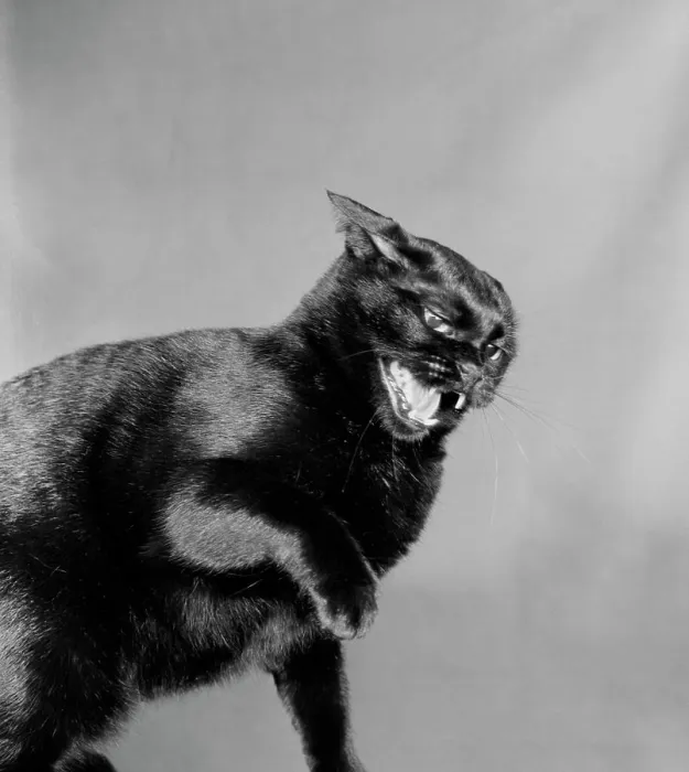 Framed Print : Black Cat Print from SuperStock Framed Print : Black Cat Print from SuperStock