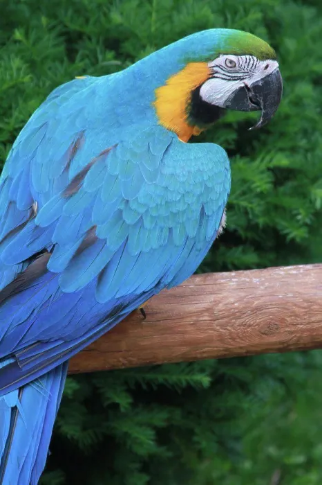 Framed Print : Blue Parrot Print Framed Print : Blue Parrot Print