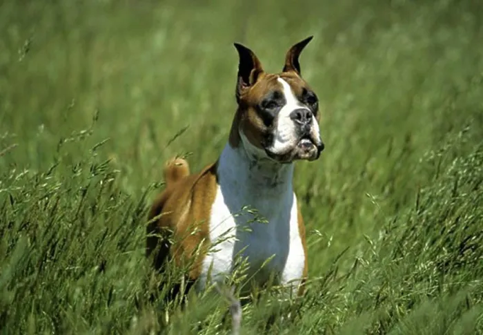 Framed Print : Boxer Print from SuperStock Framed Print : Boxer Print from SuperStock