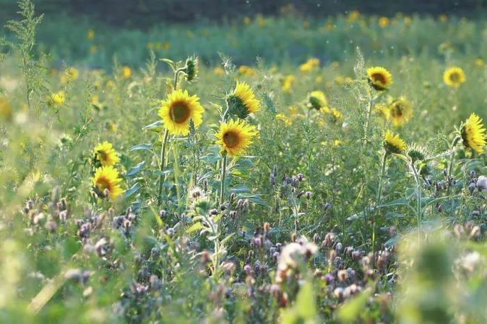 Framed Print : Bright Yellow Sunflower Print at Sunset Framed Print : Bright Yellow Sunflower Print at Sunset