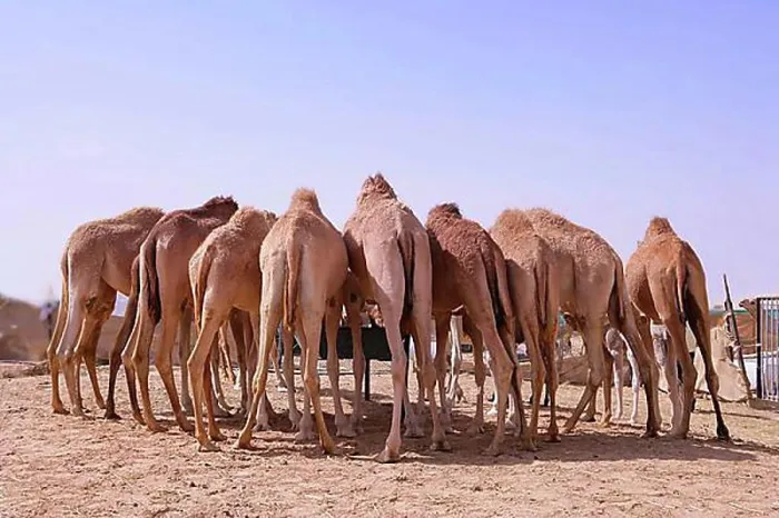 Framed Print : Eight Camels Print Framed Print : Eight Camels Print