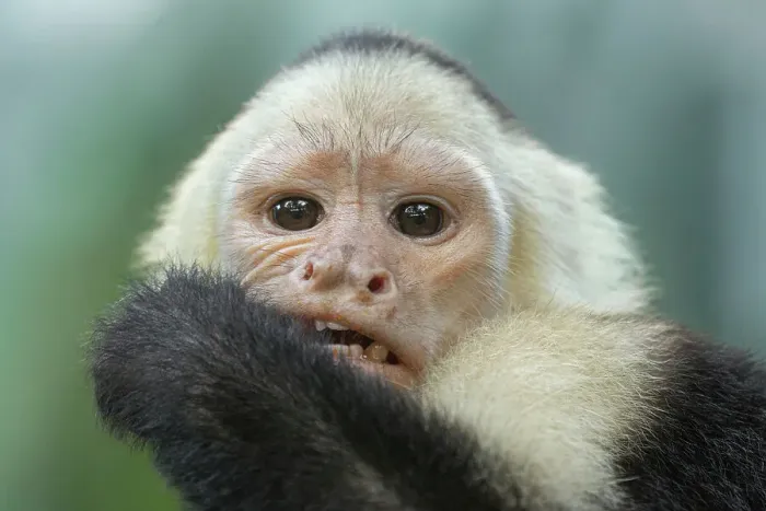 Framed Print : White-faced Capuchin Print