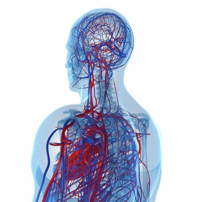 Framed Print : Cardiovascular System Print