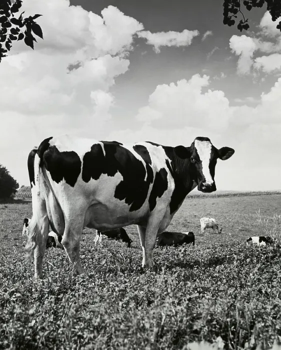 Framed Print : Cattle Print Framed Print : Cattle Print