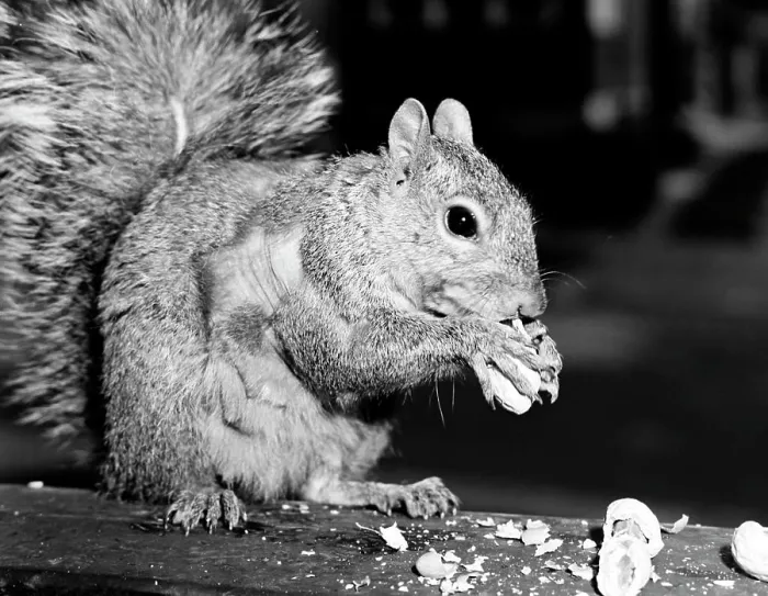 Framed Print : Close-up Squirrel Print