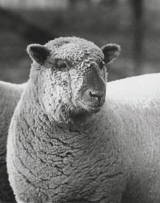 Framed Print : Close-up Print of a Ram Framed Print : Close-up Print of a Ram