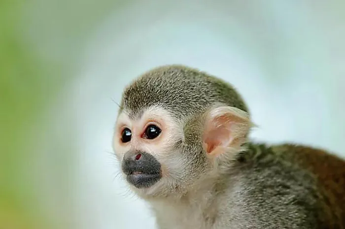 Framed Print : Common Squirrel Monkey Print, Captive Portrait