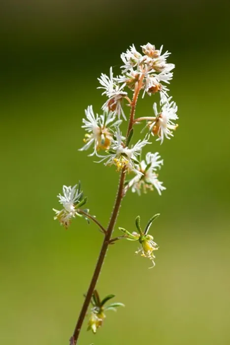 Framed Print : Reseda Phyteuma Print: Small Mignonette with Tiny Pinnate Flowers Framed Print : Reseda Phyteuma Print: Small Mignonette with Tiny Pinnate Flowers